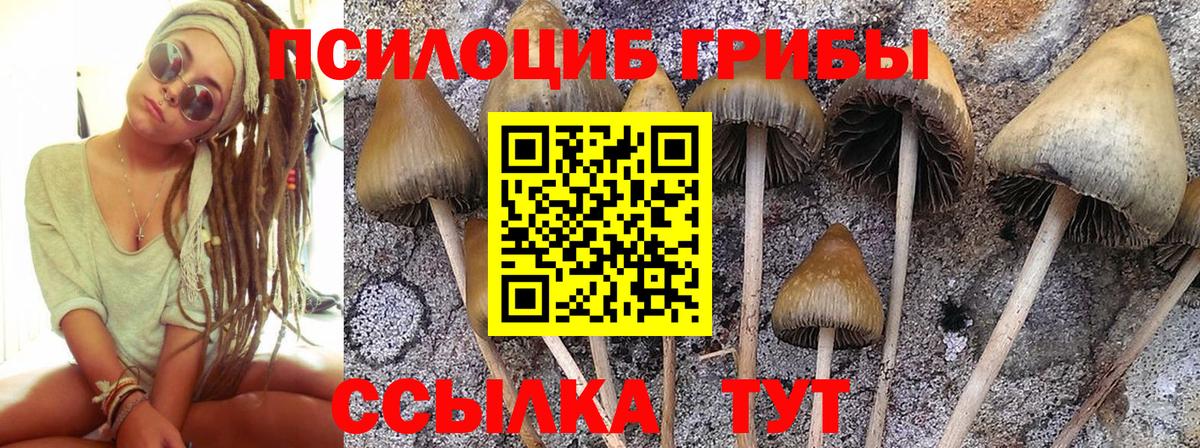 Псилоцибиновые грибы мицелий Старая Купавна